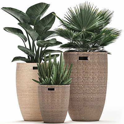 Potted Plants In Woven Pots Different Sizes With Tropical And Succulent Foliage 3d model
