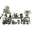 Various Indoor Potted Plants With Different Planters On Wooden Shelf In Bright Room