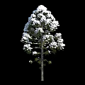 Three Snow Covered Arbor Trees Against Black Background In Winter Scene 3d model