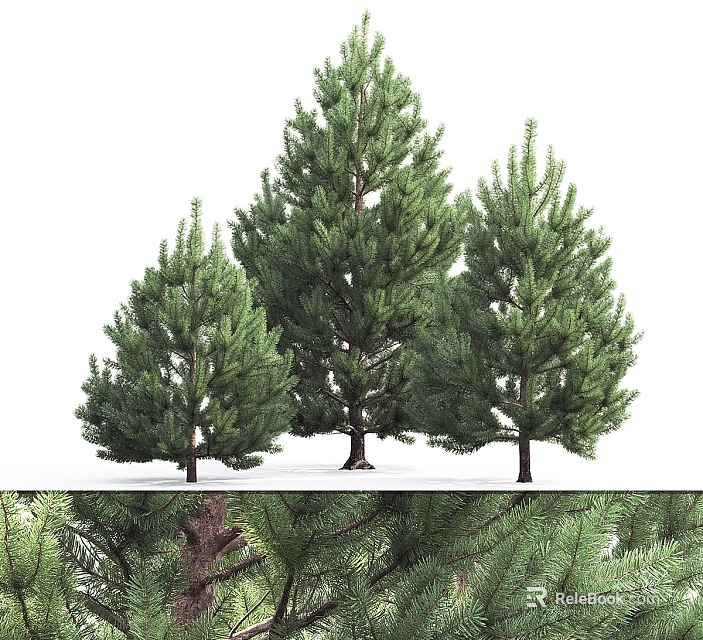 Various Sizes of Lush Green Pine Trees with Brown Trunks in White Background 3d model 