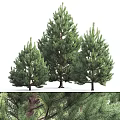 Modern Pine Tree Modern Tree Forest Pine Tree 3d model