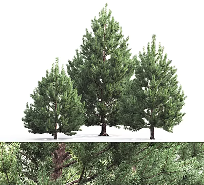 Various Sizes of Lush Green Pine Trees with Brown Trunks in White Background 3d model