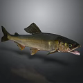 Realistic Aquatic Animal Fish Swimming with Open Mouth Dark Back and Light Belly Underwater