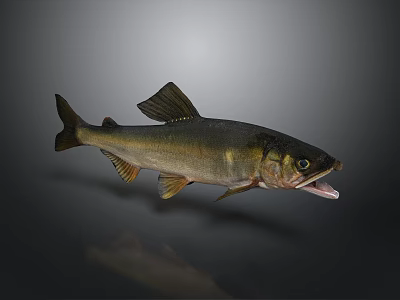 Realistic Aquatic Animal Fish Swimming with Open Mouth Dark Back and Light Belly Underwater 3d model