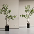 Bonsai Plant With Slender Trunks Green Leaves In Black Square Pot On Minimalist Background