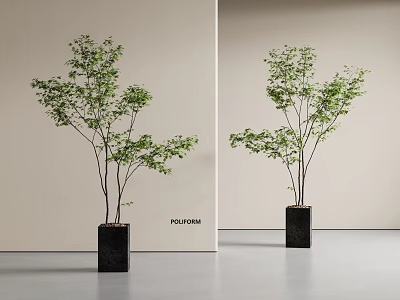 Bonsai Plant With Slender Trunks Green Leaves In Black Square Pot On Minimalist Background 3d model
