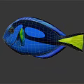 Blue Tang Fish With Black Stripes And Yellow Tail Fin On Dark Background With Reflection