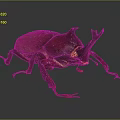 Red Beetle with Large Body Horns and Red Legs on Gray Background with Reflection
