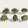 Six Green Arbor Trees with Lush Foliage for Landscape Design Projects 3d model