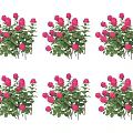 Neatly Arranged Pink Roses In Flower Bushes With Green Leaves For Garden Decor