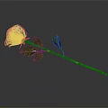 Beautiful Pink and White Rose with Green Stem and Fresh Leaves on Dark Background