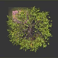 Green Leafy Tree with Brown Trunk and Pink Ground Base 3d model
