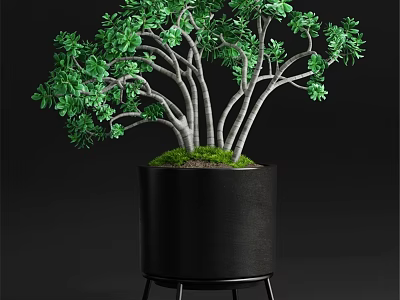 Decorative Ornament Set With Green Leafy Plant In Black Pot On Metal Stand 3d model