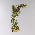Climbing Vines With Pink Flowers Growing On Grid Structure And Wooden Planter