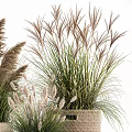 Potted Plants in Woven Baskets of Various Sizes with Ornamental Grasses for Natural Decor