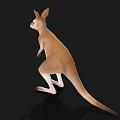 Realistic Kangaroo 3D Model in Standing Pose with Light Brown White Fur and Black Background