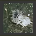 Garden Landscape Showcasing Mount Fuji With Green Vegetation And Natural Terrain Satellite View