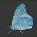 Blue Butterfly with Transparent Glossy Wings on Dark Background Showing Reflection
