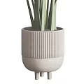 Variegated Leaf Indoor Potted Plants In Textured Gray Ceramic Pots