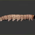 Detailed Pink Caterpillar With Ringed Stripes And Spikes On Elongated Body
