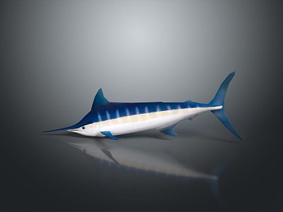 Northern bluefin tuna albacore tuna yellowfin tuna blackfin tuna 3d model