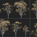 Trees With Golden Leaves And White Trunks Display Various Forms On Black Background 3d model