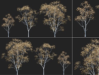 Modern lacquer tree autumn deciduous tree combination autumn lacquer tree oil lacquer tree traditional Chinese medicine tree autumn courtyard park greening tree shrub plant combination 3d model