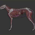 Transparent Dog Skeleton Model as Medical Device for Veterinary Anatomical Education