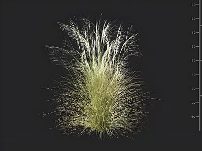 Tall Herbaceous Grass with Feathery Green and White Leaves in Growth Against Black Background 3d model