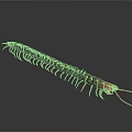 Detailed Red Headed Centipede With Many Legs And Dark Body On White Background
