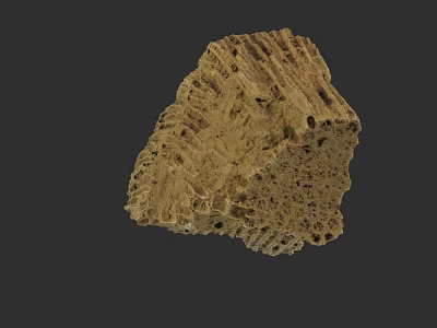 Botanical Painting with Earthy Yellow Honeycomb Texture and Striped Patterns on Dark Background 3d model