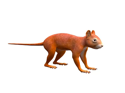 Orange Squirrel Like Animal Standing Posture With Long Tail On White Background 3d model