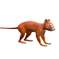 Orange Squirrel Like Animal Standing Posture With Long Tail On White Background