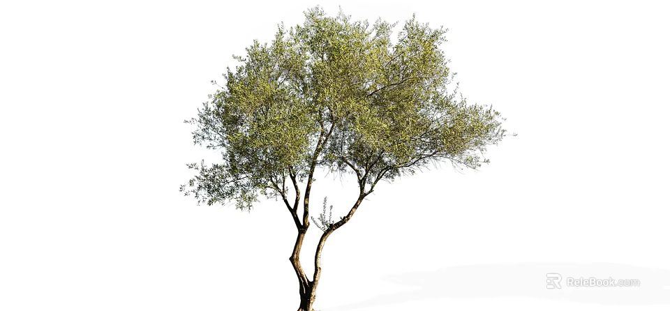 Isolated Arbor With Green Foliage And Brown Trunk On White Background 3d model 