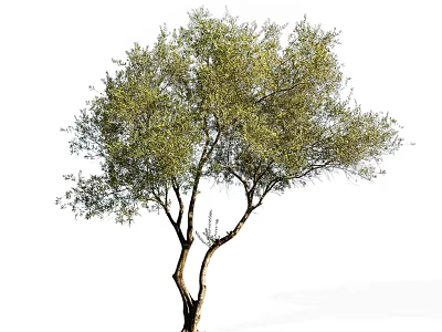 Isolated Arbor With Green Foliage And Brown Trunk On White Background 3d model