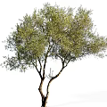 Isolated Arbor With Green Foliage And Brown Trunk On White Background