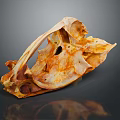 Natural Skeletal Structure With Orange Brown Tones On Dark Reflective Background