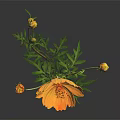 Orange Cosmos Plant with Three Buds Green Stems and Leaves on Dark Background