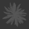 Healthy Palm Tree With Slender Trunk And Green Feathery Fronds Isolated On Dark Background
