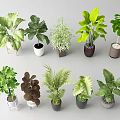 Various Potted Plants With Diverse Green Foliage And Decorative Pots