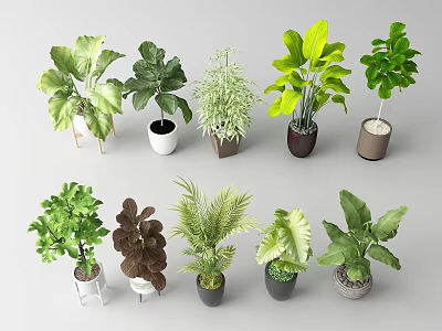 Various Potted Plants With Diverse Green Foliage And Decorative Pots 3d model