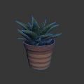 Green Leafy Succulent Plant in Striped Terracotta Pot Against Dark Background