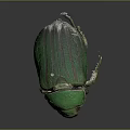 Detailed View of Green Beetle With Shiny Striped Exoskeleton On Gray Background