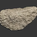 Aquatic Animal Near Natural Rough Stone With Reflective Surface And Texture