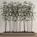Bamboo Plants in Rectangular Planter with Small Stones and Green Leaves for Indoor Decor