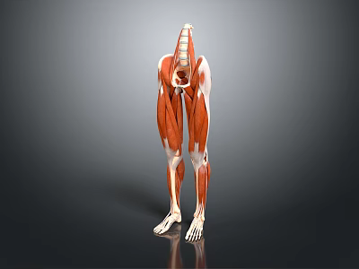 Human Head Organs Anatomical Structure 3D Render Model With Detailed Muscular View 3d model