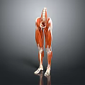 Human Head Organs Anatomical Structure 3D Render Model With Detailed Muscular View