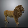 Realistic Lion 3D Model Featuring Detailed Mane Standing Pose On Shiny Gray Background