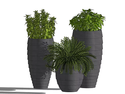 Bonsai Potted Plants in Gray Textured Planters with Lush Green Foliage for Indoor Decor 3d model