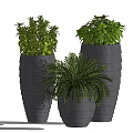 Bonsai Potted Plants in Gray Textured Planters with Lush Green Foliage for Indoor Decor
